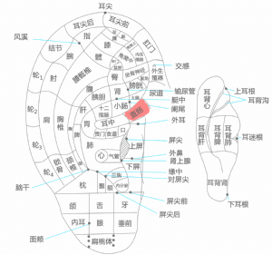 耳穴·直腸的位置