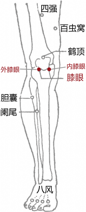 經外奇穴——膝眼的位置（在內側的爲內膝眼，在外側的爲外膝眼）