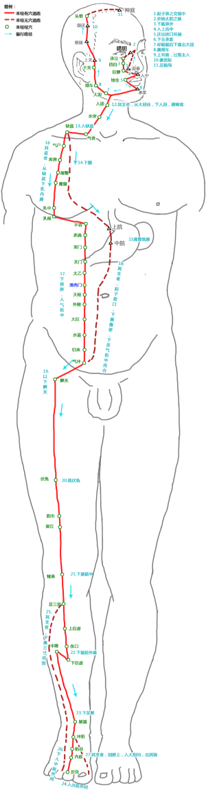 滑肉門穴在足陽明胃經中的位置