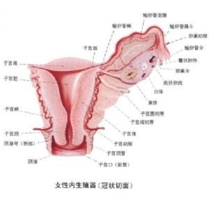 女性內生殖器 冠狀切面