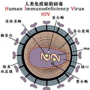 人類免疫缺陷病毒 HIV